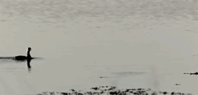 물위를 걷는 오리 .GIF | 인스티즈