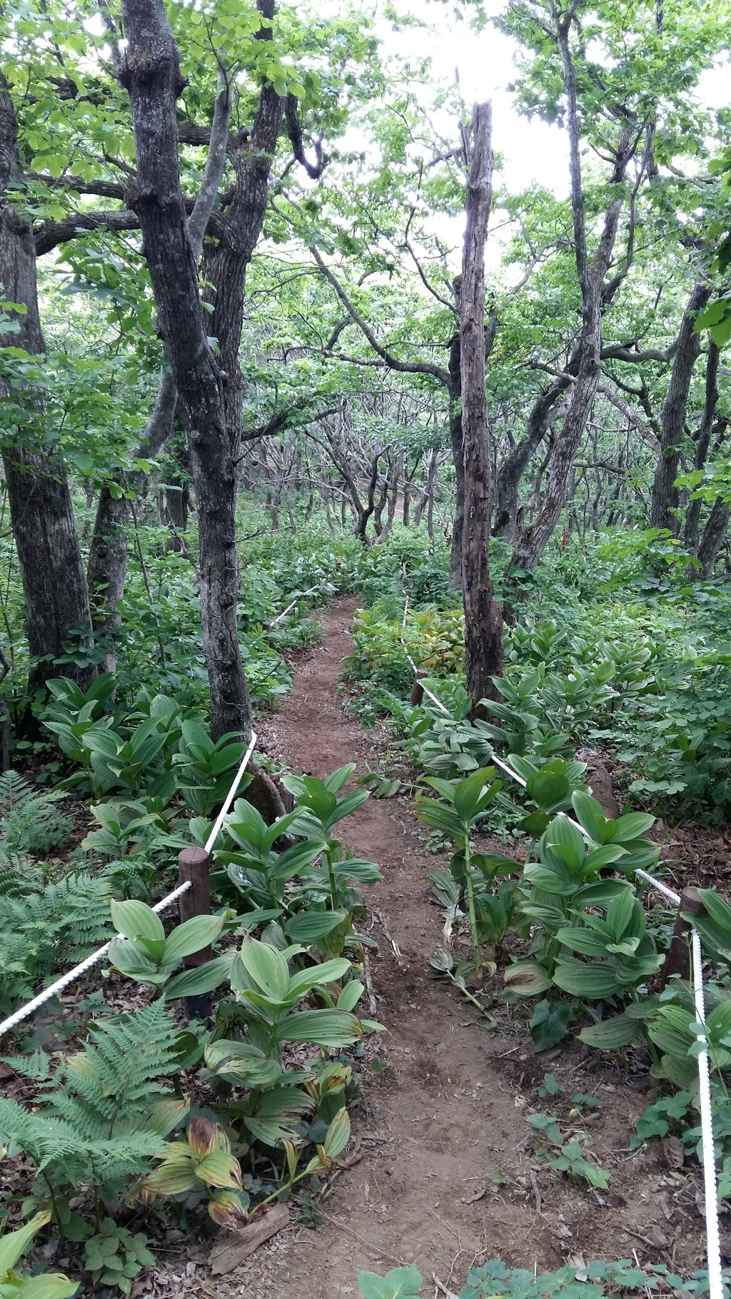 배령 이미지