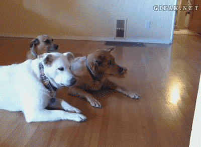 레스터님께서 입장하고 계십니다.gif | 인스티즈