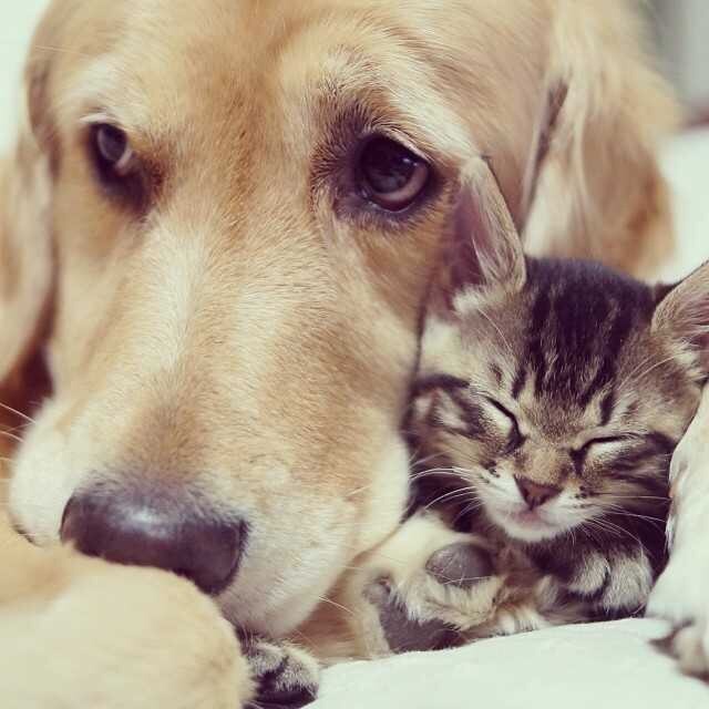 강아지와 고양이.jpg | 인스티즈
