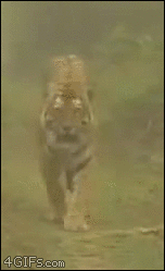 공포의 급발진 호랑이의 진실.gif | 인스티즈