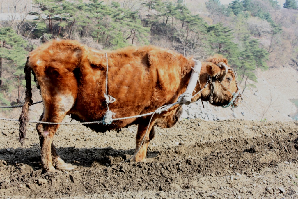 워낭소리 이미지