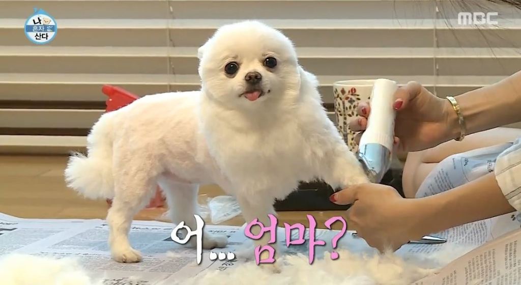 [나혼자산다] 순심이 셀프미용 | 인스티즈