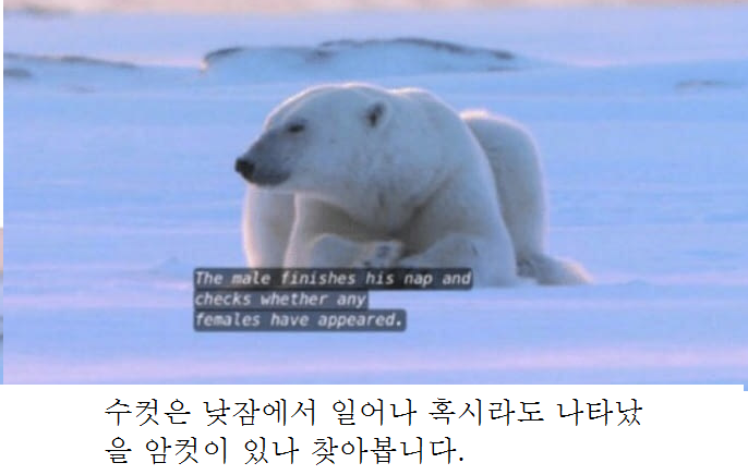 북극곰이 낮잠 자다 깨는 이유.jpg | 인스티즈
