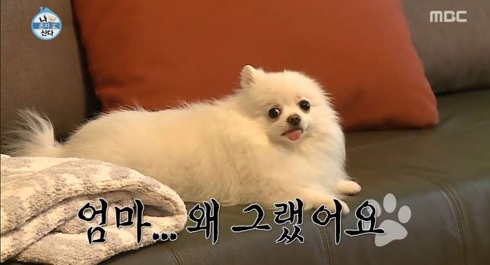 [나혼자산다] 순심이 셀프미용 | 인스티즈