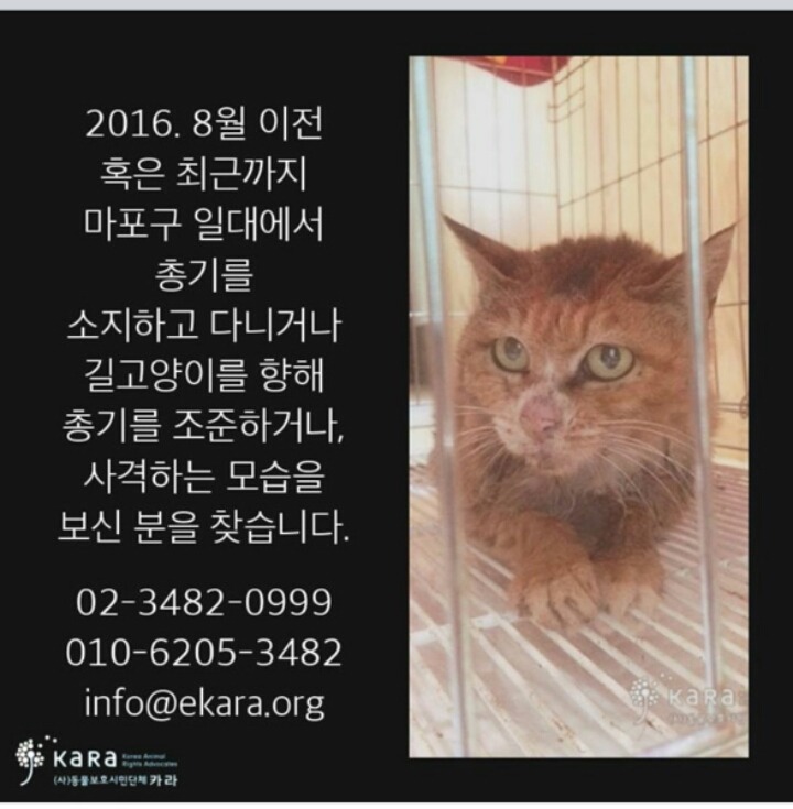 마포구 일대에서 고양이에게 총을 쏜 범인을 찾습니다 | 인스티즈