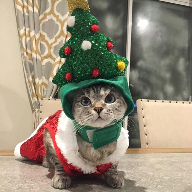 인스타 최고의 귀염둥이 냥냥이 nala | 인스티즈