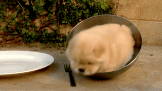 철통에 갇혀서 나오지 못하는 불쌍한 강아지 ㅠ.gif | 인스티즈