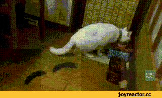 오이를 무서워하는 고양이들.gif | 인스티즈