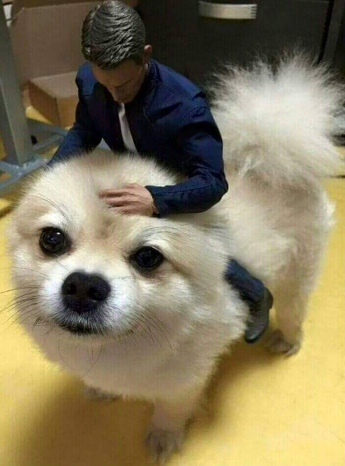 작은 인간들이 무서운 멍멍이.jpg | 인스티즈