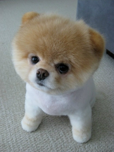 흉포함의 대명사 (잔인주의) | 인스티즈