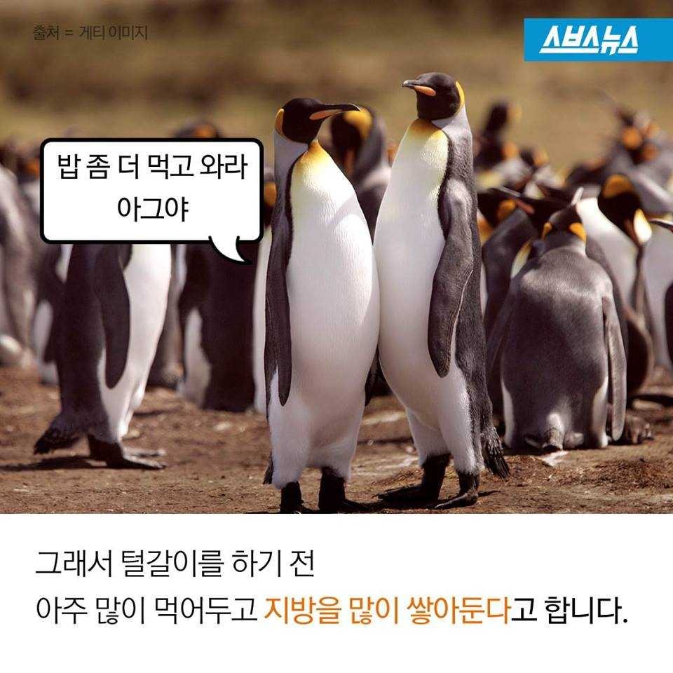 펭귄에게 벌어지는 일들 | 인스티즈