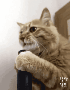 청소기 핥다가 놀란 냥이.gif | 인스티즈
