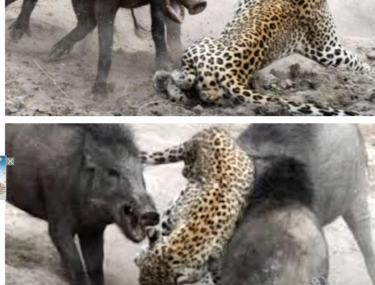 멧돼지에게 죽음을맞이한 표범&코뿔소에게 나로호당하는사자.jpg | 인스티즈