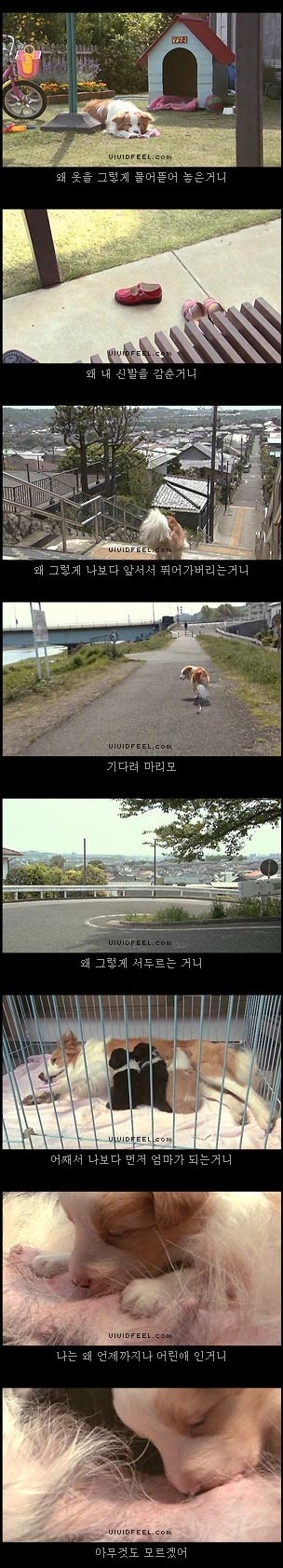 당신의 반려동물과의 이별을 생각해 본 적이 있습니까? | 인스티즈