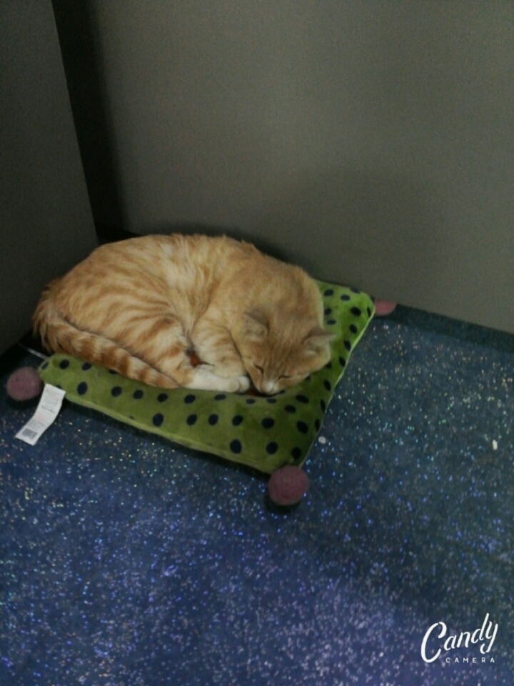 호락PC방 이미지