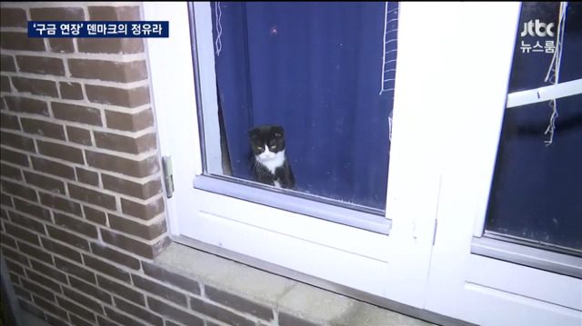 덴마크 정유라 숙소에 방치된 냥이들 | 인스티즈
