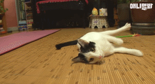 어떤 고양이의 아주 특별한 집사 마중.gif | 인스티즈