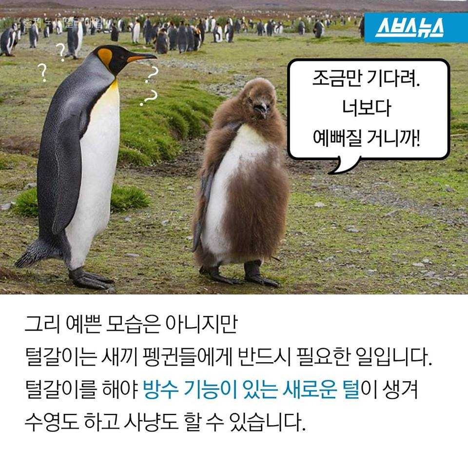 펭귄에게 벌어지는 일들 | 인스티즈