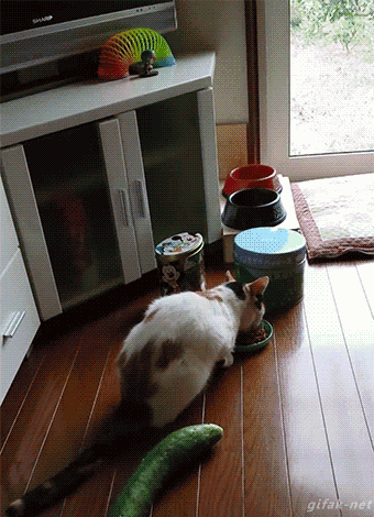 오이 무서워하는 냥이.gif | 인스티즈