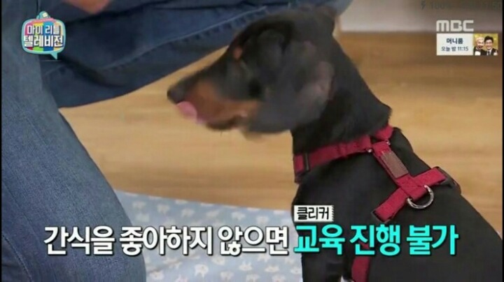 [마리텔] 강형욱 훈련사도 포기한 강아지 도비 | 인스티즈