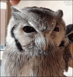 애완부엉이 .GIF | 인스티즈