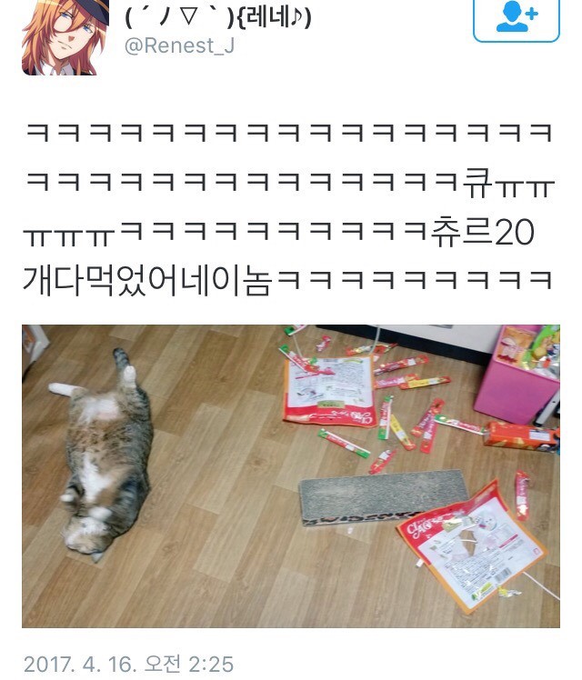 진정한 돼지다냥 | 인스티즈