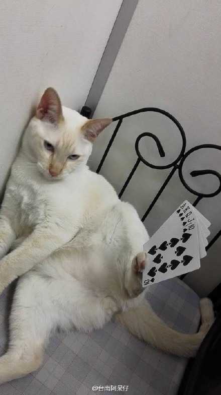 고양이 발의 용도 | 인스티즈
