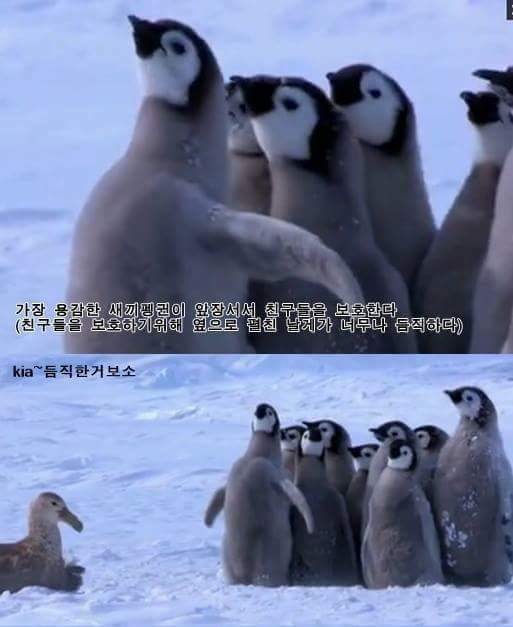 남극의 흔한 일진 jpg | 인스티즈