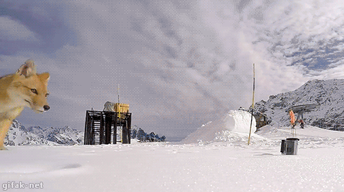 요망한 여우 | 인스티즈
