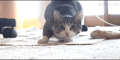 흔드는 고양이들.gif | 인스티즈