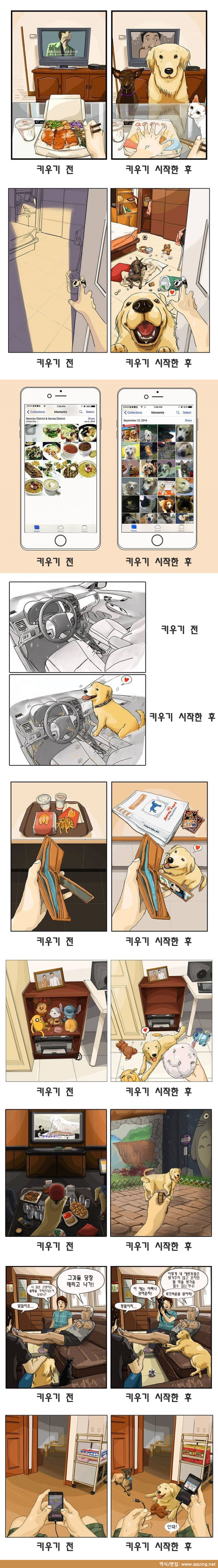 반려동물 키우기 전과 후 | 인스티즈