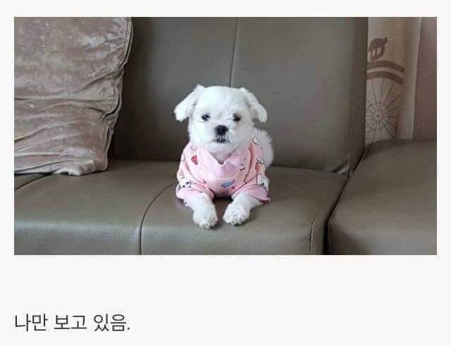 강아지를 키우면 생기는일.jpg | 인스티즈