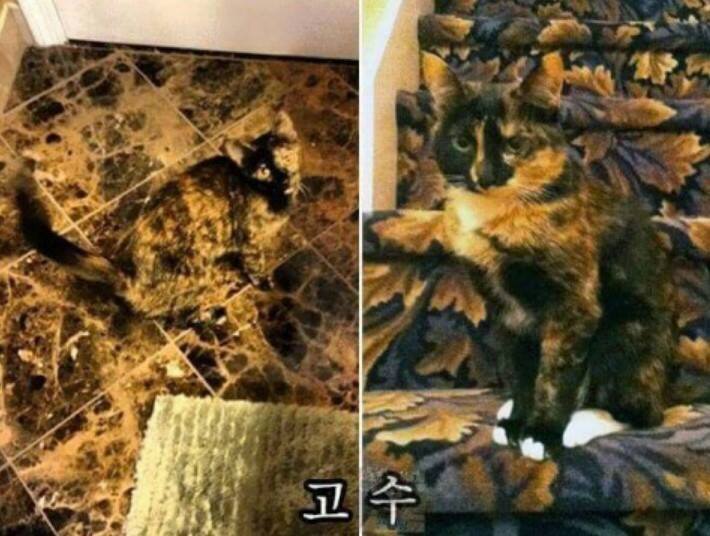 냥이들의 은신 레벨 | 인스티즈
