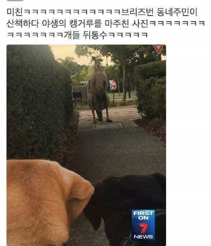 호주의 흔한 일상 | 인스티즈