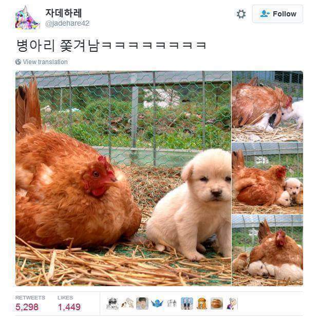 병아리 비켜..!!!!!! | 인스티즈