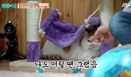 [마리와나] 뚱보냥 호동이 다이어트 시키기 (feat.먼지) | 인스티즈