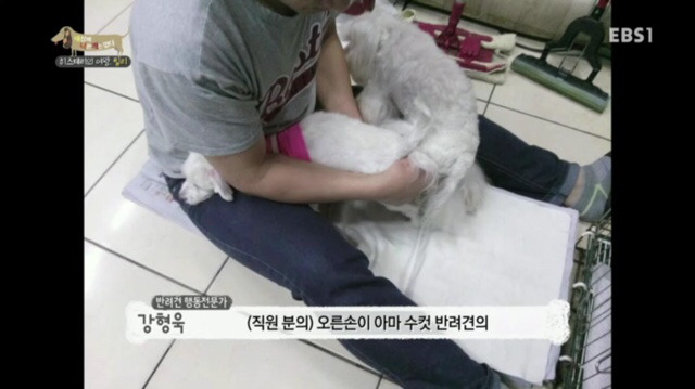 교배 업체에 보낸 후 사나워진 강아지 릴리 | 인스티즈