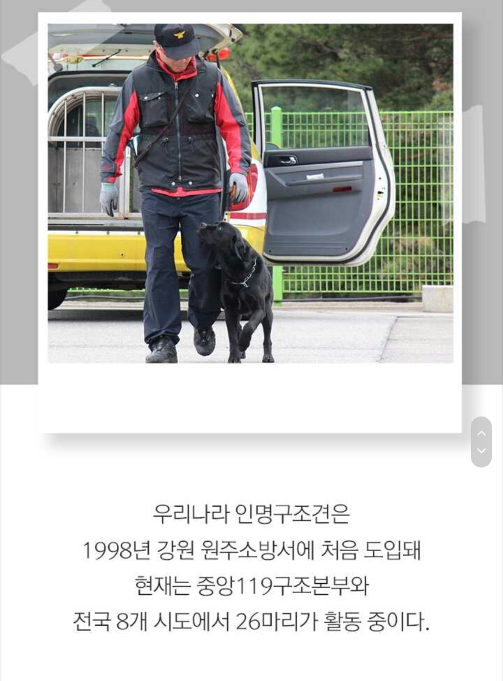 사람들 구조하는 인명구조견 삼총사 | 인스티즈
