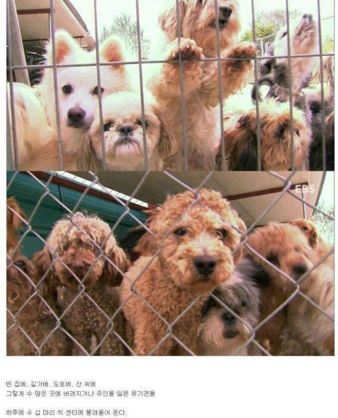 나는 아직 살수 있는데 왜 죽으라하나요 | 인스티즈