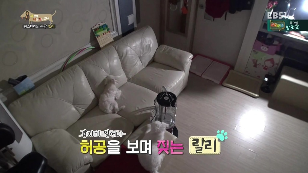 [세상에나쁜개는없다] 가족들에게 짖고 무는 강아지 릴리햏 | 인스티즈