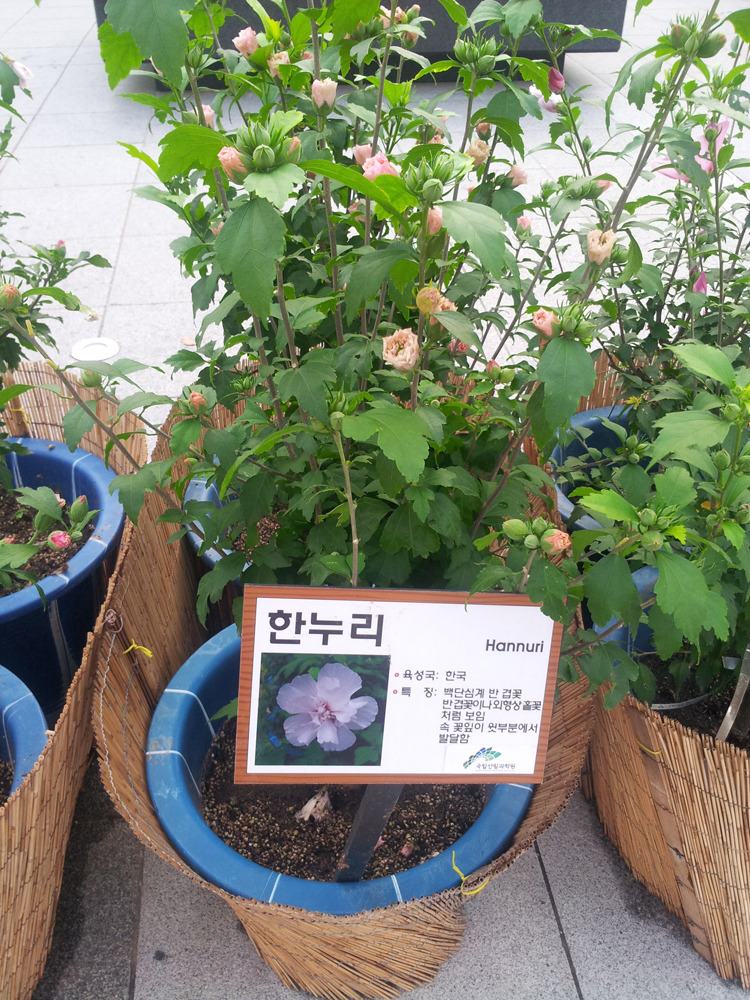 하마보 이미지
