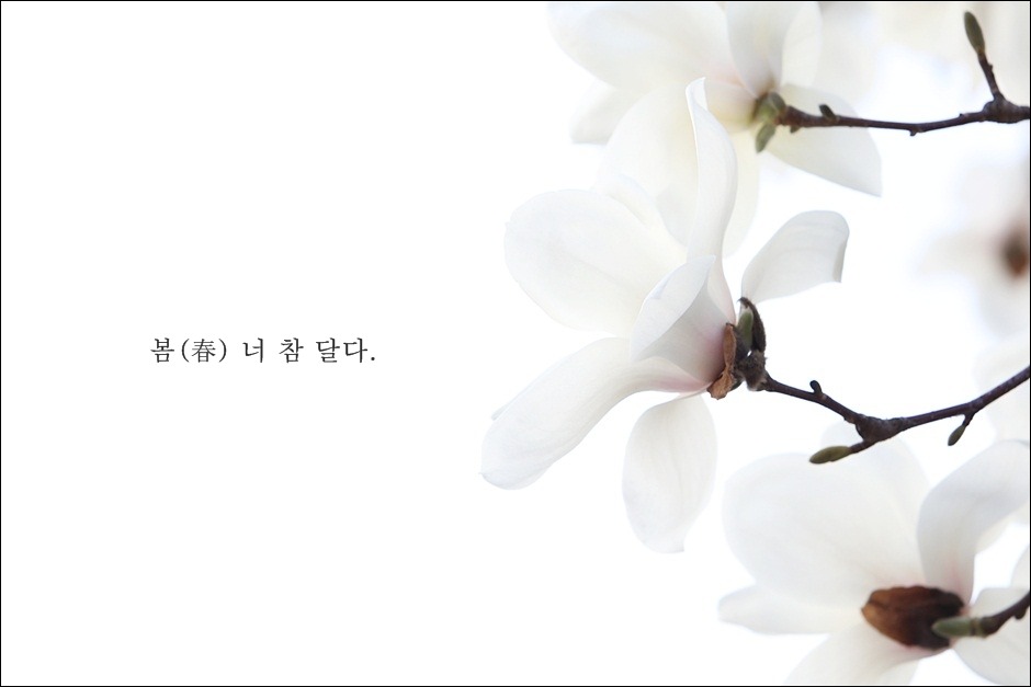 참;달다 이미지