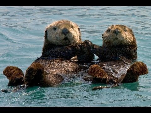 수달의 귀여움.jpg | 인스티즈