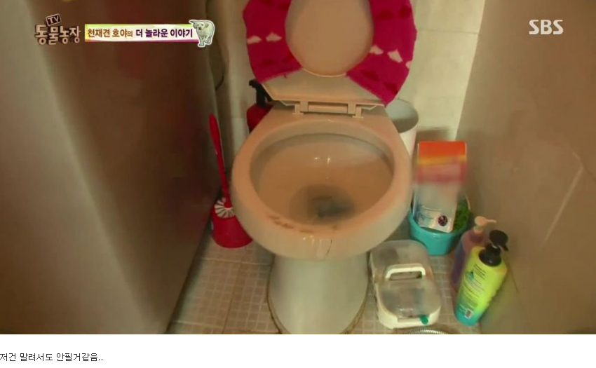 동물농장 완전 똑똑한 멍멍이 | 인스티즈
