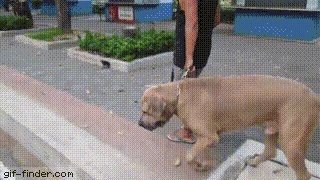 멍멍이 나쁜놈 | 인스티즈