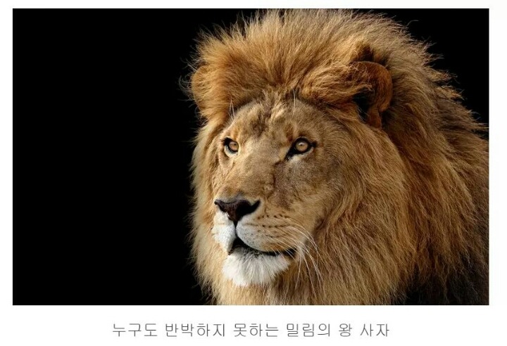 숨길수없는 고양이과의 본능 | 인스티즈