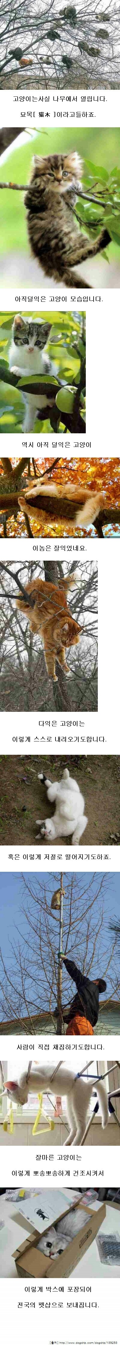 고양이 탄생의 비밀 | 인스티즈