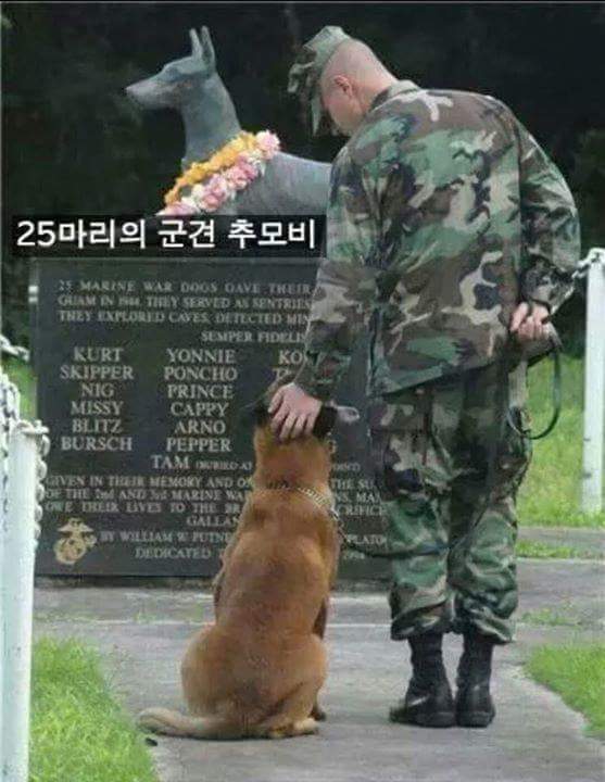 강아지를 키우는 이유 | 인스티즈