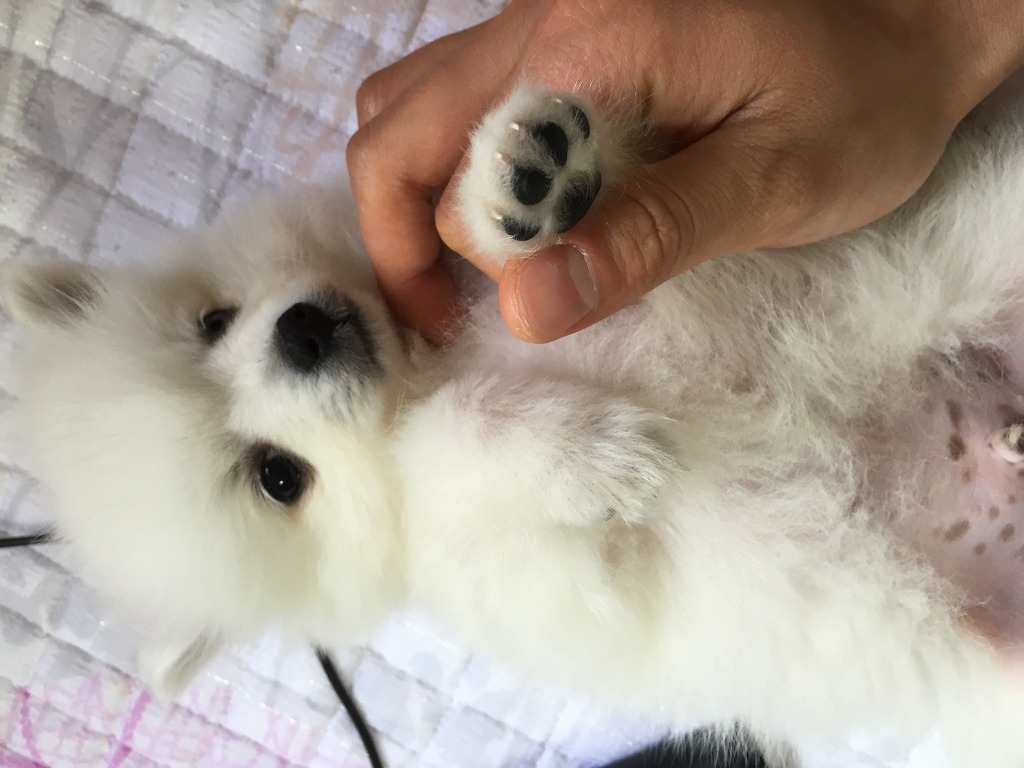 우리집 꼬물이.jpg (* 심장 터짐 각오하고 들어오시길) | 인스티즈